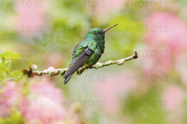 Green hummingbird Blue-chinned Sapphire, Chlorostilbon notatus, sitting on the branch with blurred pink red flower in background
