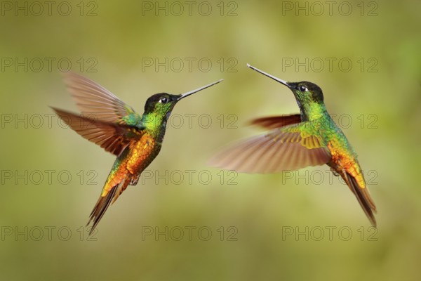 Bird fight. Hummingbird Golden-bellied Starfrontlet, Coeligena bonapartei, with long golden tail, beautiful action flight scene with open wings, clear green backgroud, Chicaque, Colombia. Two birds