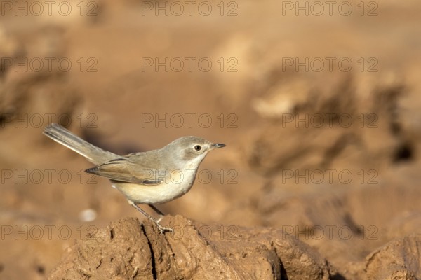 Common Whitethroat (Sylvia communis) female, Rgabi, Morocco