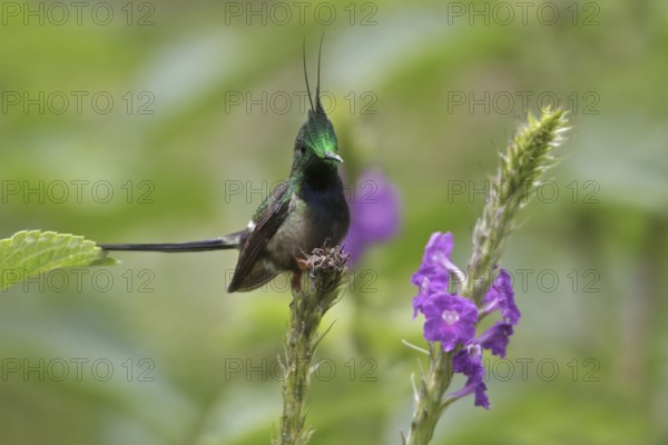 Wire-crested Thorntail (Discosura popelairii), Manu National Park, Peru