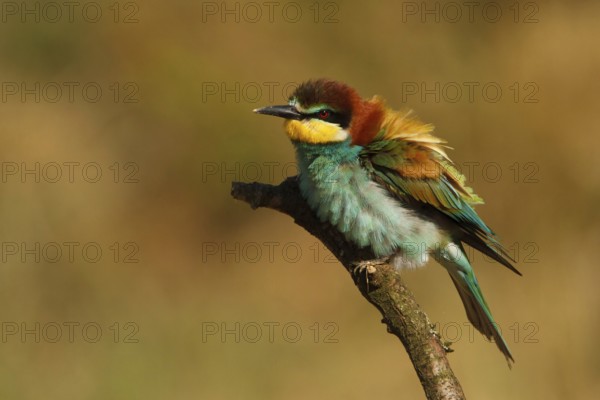 European Bee-eater (Merops apiaster), France