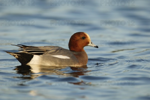 Eurasian Wigeon (Mareca penelope) male, Arizona, USA