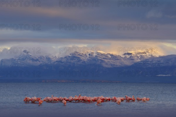 Hilean flamingos, Phoenicopterus chilensis, nice pink big birds with long necks, dancing in water, animals in the nature habitat in Chile, America. Flamngo from Patagonia, Torres del Paine