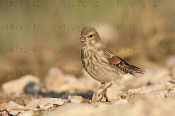 Common Linnet (Linaria cannabina) female, Croatia