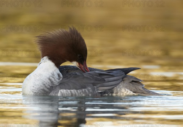 Common Merganser (Mergus merganser) female, Mecklenburg-Western Pomerania, Germany