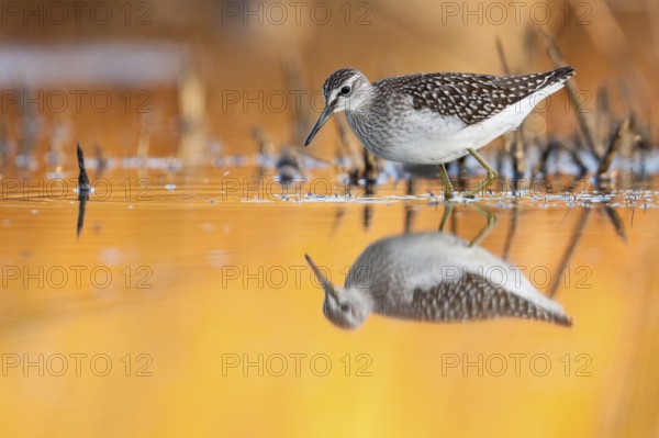 Wood Sandpiper (Tringa glareola), Greece