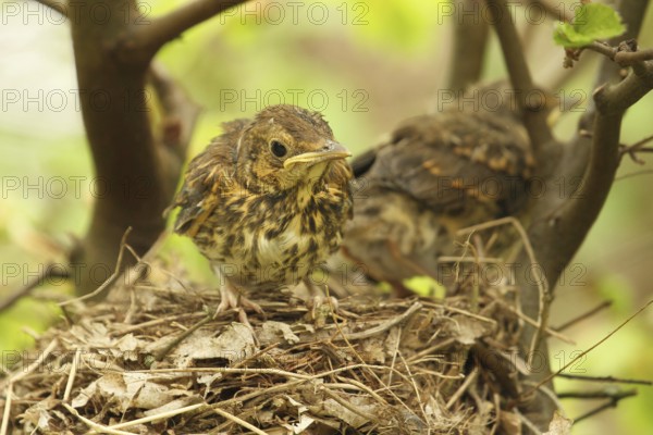 Song Thrush (Turdus philomelos) chick, Lower Saxony, Germany