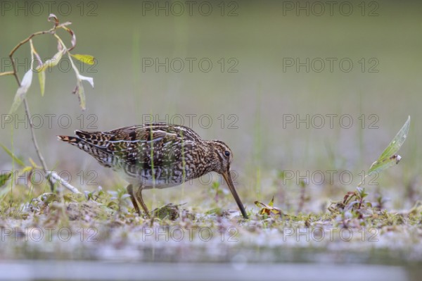 Common Snipe (Gallinago gallinago) foraging, North Rhine-Westphalia, Germany