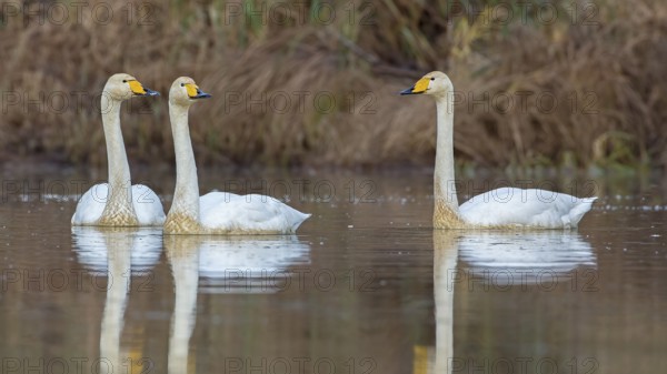 Whooper Swan (Cygnus cygnus), Saxony-Anhalt, Germany