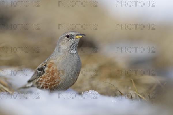 Alpine Accentor (Prunella collaris), Valais, Switzerland