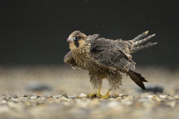 Peregrine Falcon (Falco peregrinus) young male, North Rhine-Westphalia, Germany