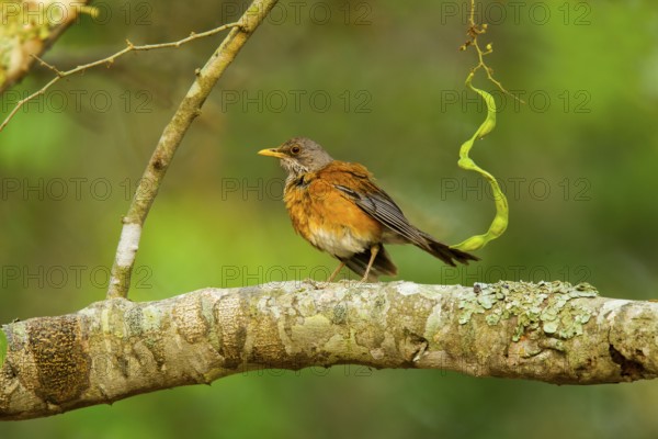 Rufous-backed Robin Turdus rufopalliatus El Tuito, Jalisco, Mexico 9 June Adult Turdidae
