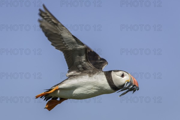 Atlantic Puffin (Fratercula arctica) flying with sandeels in bill, Farne Islands, United Kingdom