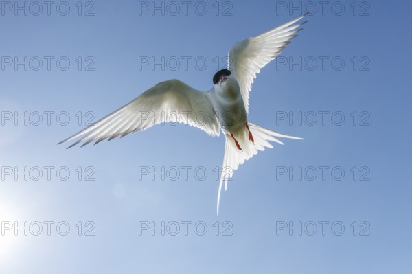 Arctic Tern (Sterna paradisaea), flying, Farne Islands, United Kingdom