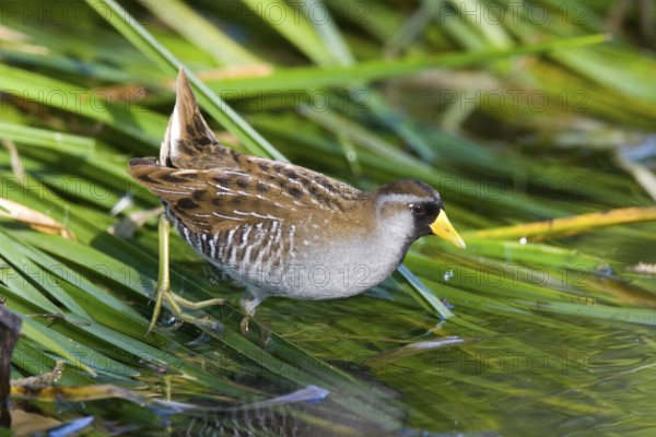 Sora Porzana carolinensis Tucson, Arizona, USA 23 March Adult breeding plumage. Rallidae