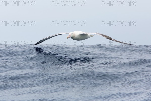 Wandering Albatross (Diomedea exulans) flying, Victoria, Australia