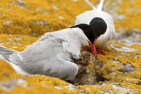Arctic Tern (Sterna paradisaea) pair feeds chick, Farne Islands, United Kingdom