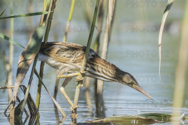 Zwergdommel (Ixobrychus minutus) Little Bittern