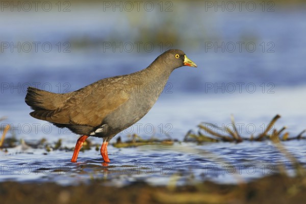 Black-tailed Nativehen (Tribonyx ventralis), Victoria, Australia