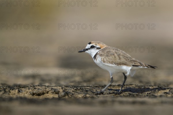 Kentish Plover (Charadrius alexandrinus), Fuerteventura, Spain