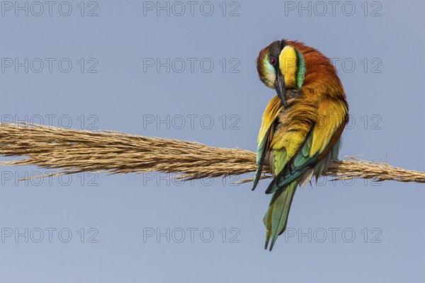 European Bee-eater (Merops apiaster) preening, Eilat, Israel