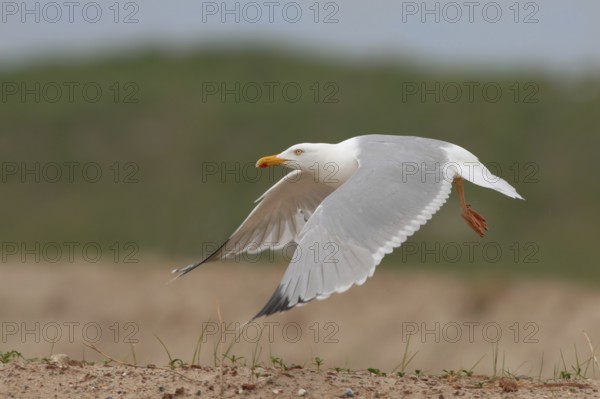 European Herring Gull (Larus argentatus), Germany