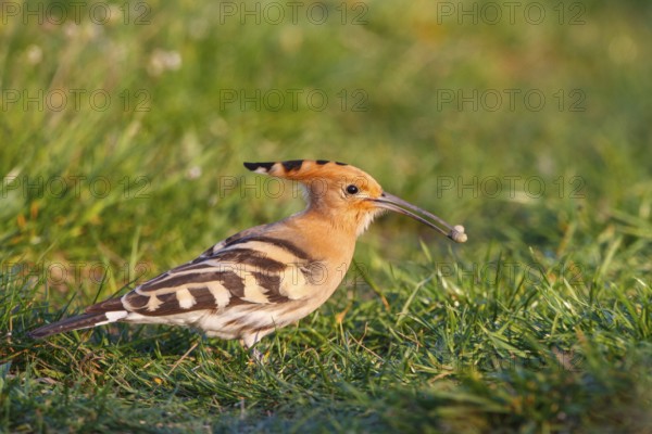 Eurasian Hoopoe (Upupa epops), Hungary