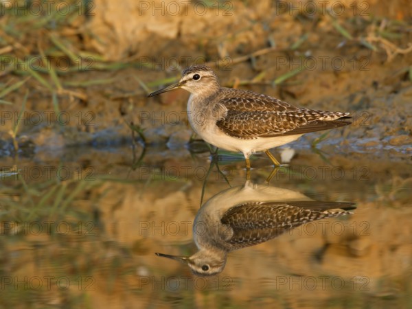 Wood Sandpiper (Tringa glareola), Phetchaburi, Thailand