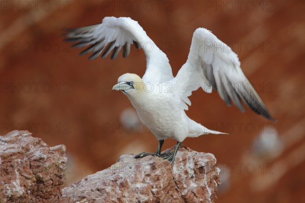 Northern Gannet (Morus bassanus), Schleswig-Holstein, Germany