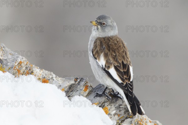 White-winged Snowfinch (Montifringilla nivalis), Valais, Switzerland