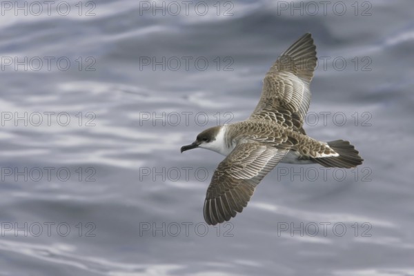 Great Shearwater (Ardenna gravis), South Australia, Australia