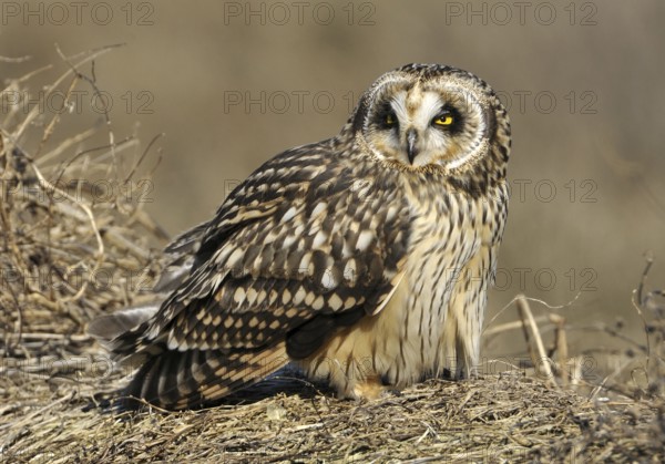 Short-eared Owl (Asio flammeus), British Columbia, Canada