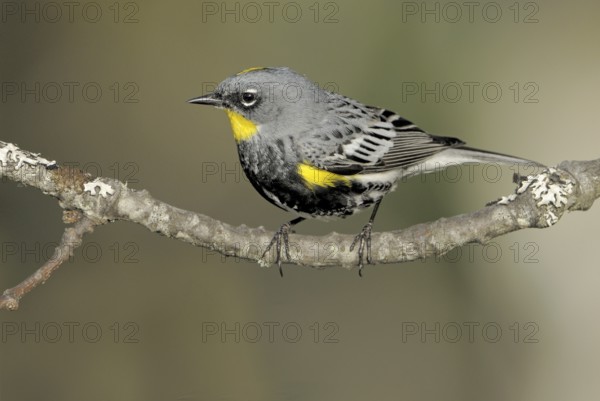 Audubon's Warbler (Setophaga auduboni), British Columbia, Canada