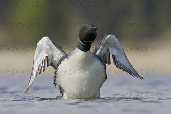Great Northern Loon (Gavia immer), British Columbia, Canada