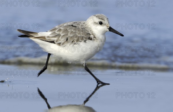 Sanderling (Calidris alba), British Columbia, Canada