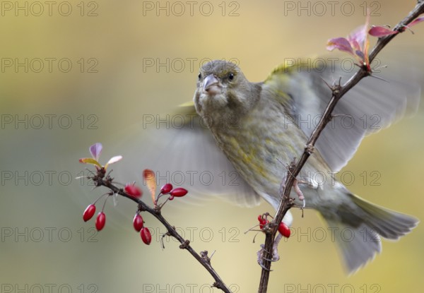 European Greenfinch (Chloris chloris), Mecklenburg-Western Pomerania, Germany