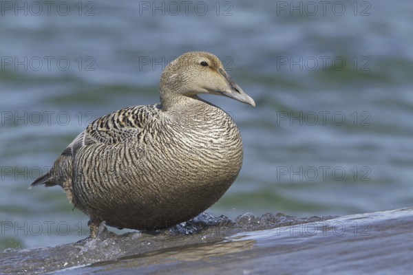 Common Eider (Somateria mollissima) female, Manitoba, Canada