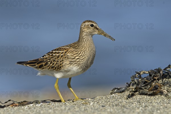 Pectoral Sandpiper (Calidris melanotos), British Columbia, Canada