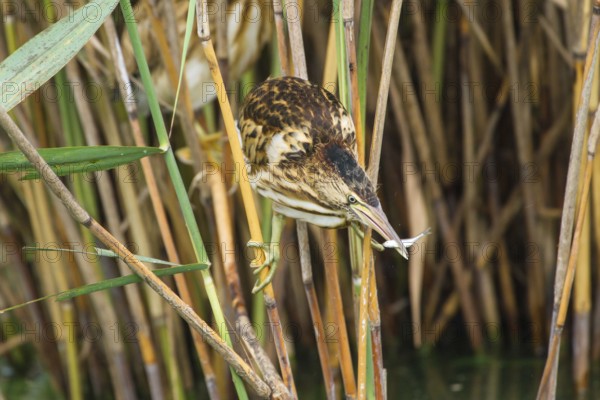 Little Bittern (Ixobrychus minutus) juvenile carrying fish in bill, Thuringia, Germany