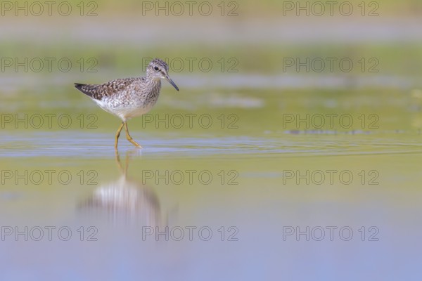 Wood Sandpiper (Tringa glareola) foraging, Lazio, Italy