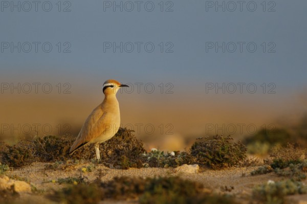 Cream-colored Courser (Cursorius cursor), Fuerteventura, Spain