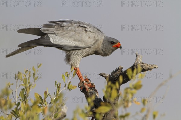 Pale Chanting Goshawk (Melierax canorus), Oshikoto, Etosha National Park, Namibia