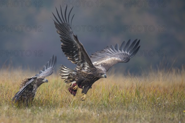 White-tailed Eagle (Haliaeetus albicilla) flying, Kutno, Poland