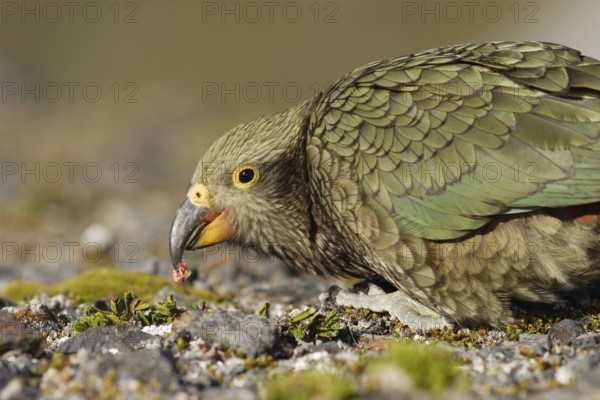 Kea (Nestor notabilis)