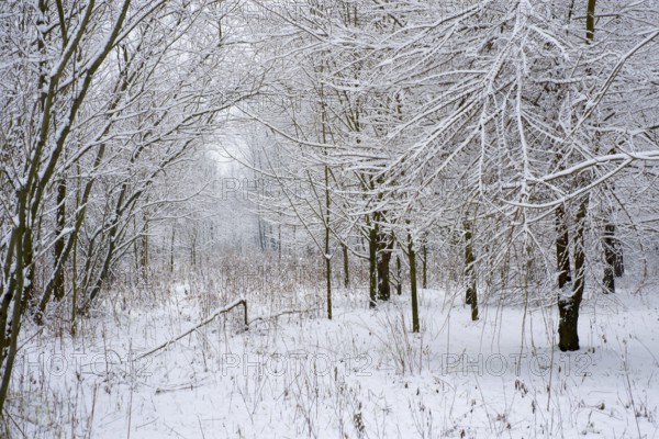 Winter Forest with Bare Trees and Branch with Snow in a Winter Day in Locarno, Ticino, Switzerland