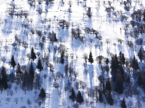 Snow covers the ground in Cantal, revealing an intricate pattern of tree shadows. The trees stand stark against the winter landscape, creating a serene atmosphere, Auvergne Rhone Alpes, France