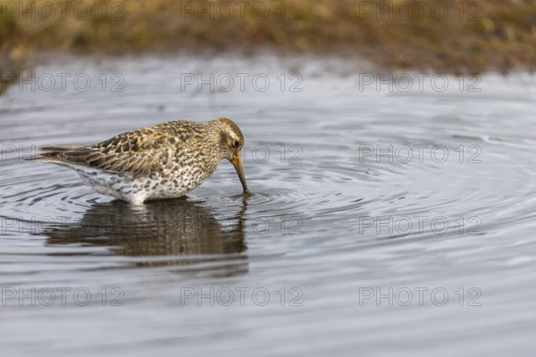 Black-legged stint (Calidris maritima) foraging, Aventdalen, Longyearbyen, Spitsbergen, Svalbard