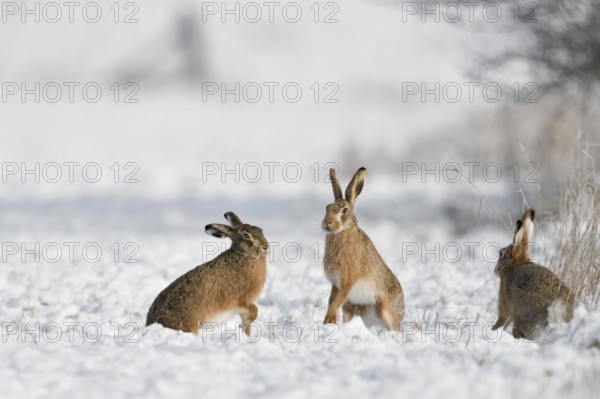 Dance of the hares... European hare (Lepus europaeus), three hares are mating in the snow, beginning of the mating season, rutting season, female hare in heat, testing the strength, dexterity and speed of the male hare, Lower Rhine, Rhineland, Meerbusch, North Rhine-Westphalia, Germany, Western Europe