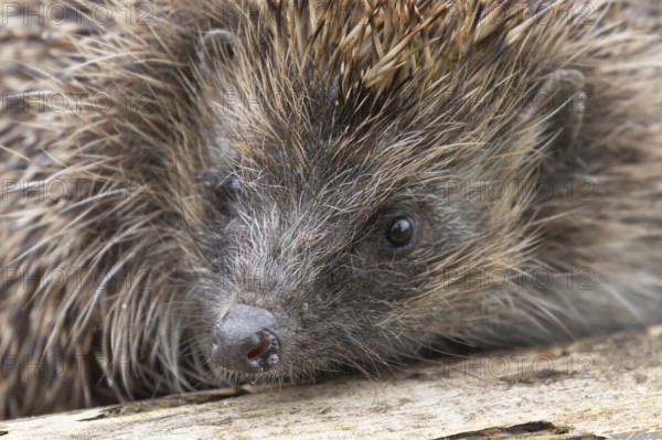 European hedgehog (Erinaceus europaeus) adult animal head portrait, England, United Kingdom