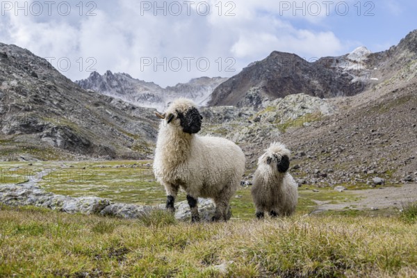 Two Valais Blacknose sheep (Ovis gmelini aries), high alpine mountain valley, Obere Senner Egete, Stubai Alps, near Ridnaun, South Tyrol, Italy